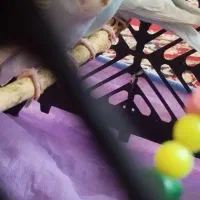 جوجه مرغ عشق سه عدد