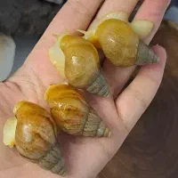 تخفیف ویژه پک ۱۵ تایی حلزون آلبینو درمانی