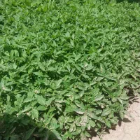 نهال گوجه درجه یک