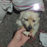 پامر روباهی حدوداً یکساله|سگ|اسدآباد, |دیوار