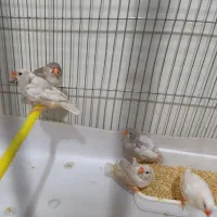 فروش فنچ کینگ