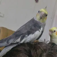 عروس هلندی گم شده