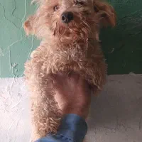 سگ پودل و پودل کراس