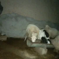 گوسفند بره دار