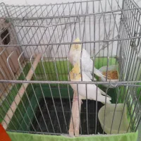 چند تا عروس هلندی ویک جفت فنچ|پرنده|زنجان, |دیوار