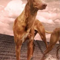 نژاد فرعون شکارچی