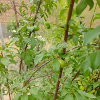 خانه ویلایی ، باغچه ( 30 درصد چک )|فروش خانه و ویلا|زبرخان, |دیوار