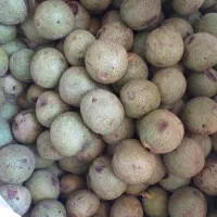 گردو تازه