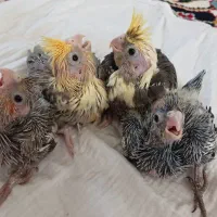 عروس هلندی،کوتوله،مرغ عشق