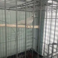 عروس هلندی بالغ|پرنده|پاکدشت, پاکدشت (مامازند)|دیوار