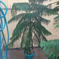 گل خانگی|گل و گیاه طبیعی|تهران, هروی|دیوار