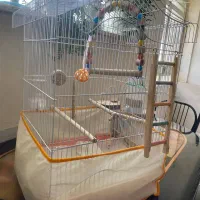 قفس بزرگ|پرنده|شیروان (خراسان), |دیوار