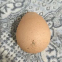 تخم نطفه دار مرغ شاخدار