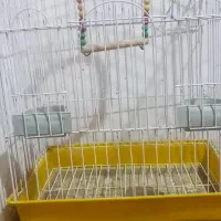 ویپ معاوضه با عروس هلندی