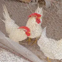 سه عدد خروس|حیوانات مزرعه|قشم, |دیوار