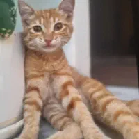 واگذاری گربه دستی نارنجی قیمت پانزده میلیون