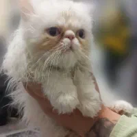 کلاسیک، فلت|گربه|بیرجند, |دیوار