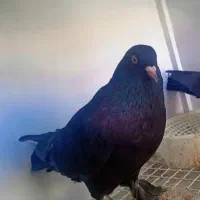 کبوتر پر|پرنده|جونقان, |دیوار