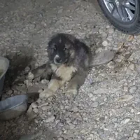 این سگ گمشده