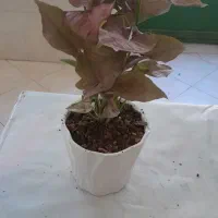 گل های اپارتمانی