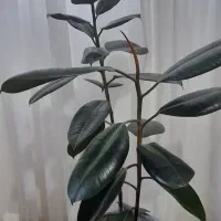 گل سانسوریا و فیکوس بلک