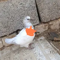 کبوتر گمشده