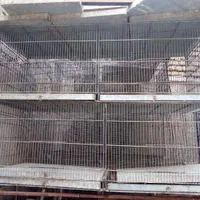 قفس کبوتر جفتگاه بزرگ