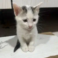 واگذاری گربه|گربه|بندر ماهشهر, |دیوار