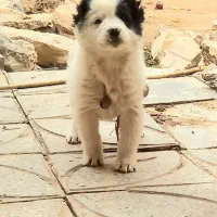 دوعدد‌ توله‌ روزگاری‌‌