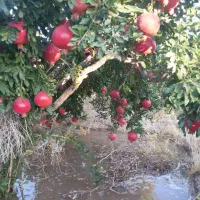 فروش باغ انار و پسته