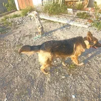 سگ ژرمن|سگ|میناب, |دیوار