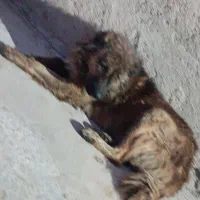 سگ گله ای جوان|سگ|صحنه, |دیوار