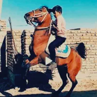 اسب دوسر کرد اصیل