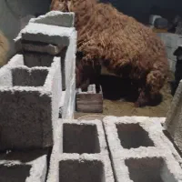 بره نر کوه در آبپخش|حیوانات مزرعه|آبپخش, |دیوار