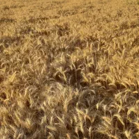 گندم ایتالیایی