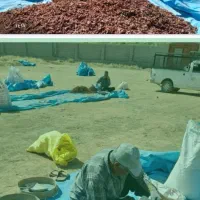 خرید وفروش انواع کشمش ومویز آفتابی شهرک گلستان