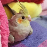 عروس هلندی|پرنده|کلاچای, |دیوار