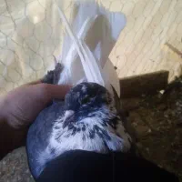 کبوتر|پرنده|ایجرود, |دیوار