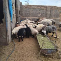 بره وگوسفندزنده بومی با قصاب رایگان|حیوانات مزرعه|یزد, |دیوار