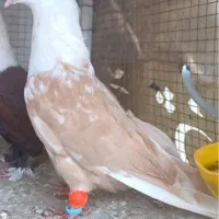 کلاغ زرد هفترنگ نر کاکلی ساده چپ سینه|پرنده|مشهد, شهرک امام هادی (شهرک غرب)|دیوار
