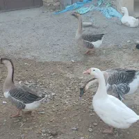 غوغاز تخم گذار|حیوانات مزرعه|زهک, |دیوار