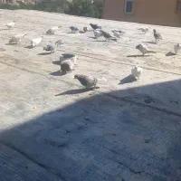 ۱۹ عدد کبوتر به فروش میرسد