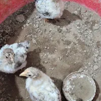 جوجه مرغ های۲ماهه