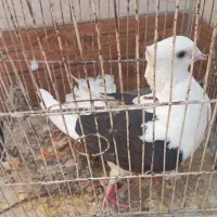 کفتر. جفتی|پرنده|اهواز, کارون|دیوار