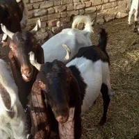فروش بز کهر دار پاکستانی با پازن پاکستانی اصل