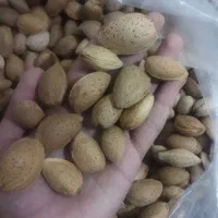 بادام شیرین|خوردنی و آشامیدنی|قم, انسجام|دیوار
