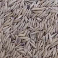 شالی دم سیاه