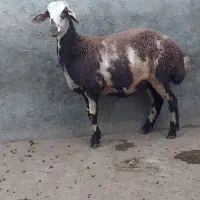 بره.بره ماده.کاور گوسفند بره نر میش