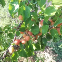 نهالستان سبز    صفوی|خدمات باغبانی و درختکاری|تسوج, |دیوار