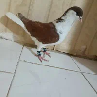 کفتر ساده|پرنده|گلبهار, نوبهار|دیوار